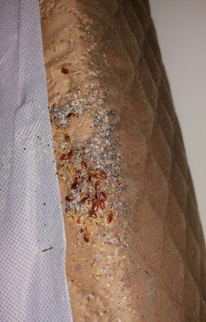 Ultimate Pest Solutions A Listly List