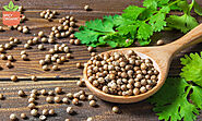 The Difference Between Cilantro and Organic Coriander Seeds | Spicy Organic