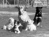 Managing a Multi-Dog Household - How to Keep the Peace! - Whole Dog Journal Article
