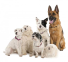 Multiple dogs in your home