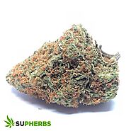 Moby Dick Strain - Supherbs - Canada Weed Delivery