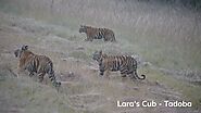 Lara's Cub in Tadoba | Tiger Cubs Playing | Tadoba Sighting