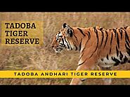 Tadoba Tiger Safari Information | Tadoba Tiger Reserve | Moharli | Kolara | Navegaon | Zari & Pangdi