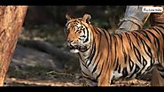 Famous Wildlife Of Pench Tiger Reserve To Capture In Your Camera | Fauna of Pench