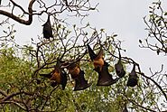 Fruit bats