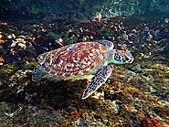 Hawksbill Sea Turtle