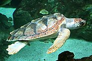 Loggerhead Sea Turtle