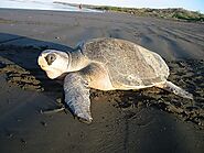 Olive Ridley Sea Turtles