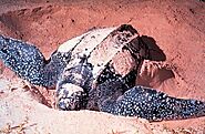 Leatherback Sea Turtles