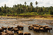 Visit the Elephants at Udawalawa National Park