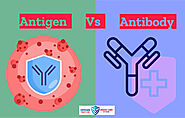 Difference Between Antigen and Antibody