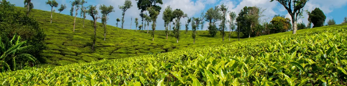 Headline for Top 5 benefits of Ceylon Tea – Teatime and Health