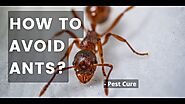 Some Tips For Identifying And Avoiding Ants