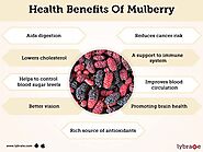 Mulberry Fruit Benefits And Its Side Effects | Lybrate