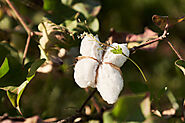 Organic Cotton Round Table - Textile Exchange