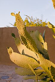 Why Is Tucson Cactus Removal Necessary?
