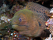 Moray Eels