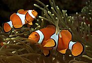 Anemonefish