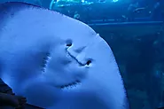 Stingray