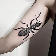 Cute Ant Tattoo Ideas With Meaning and Designs