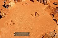 View Dinosaur Footprints