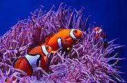 Clownfish