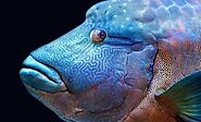 Maori Wrasse