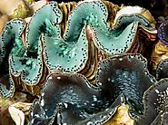 Giant Clams