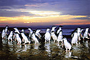 Penguin Parade at Phillips Island