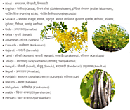 अमलतास (गोल्डन शावर) का पेड़ , फायदे, और घरेलू औषधीय प्रयोग Amaltas (Golden Shower) tree, benefits and Home Remedies ...