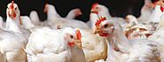 100% Natural Feed Supplements for Poultry: Broiler, Layer and Breeder