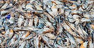 100% Natural Feed Supplements for Aquaculture | Fish and Shrimp Farming