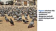 some ways to quickly get rid of pigeons at your place