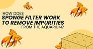 How Does Sponge Filter Work To Remove Impurities From The Aquarium?