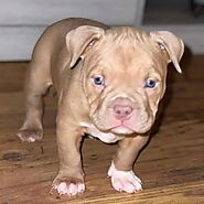 Pitbulls For Sale Near Me - PITBULL PUPPIES FOR SALE