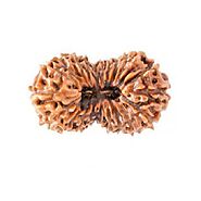 21 Mukhi Rudraksha (Indonesian)