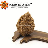 2 Mukhi Rudraksha (Indonesian)