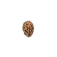 3 Mukhi Rudraksha (Indonesian)