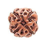 4 Mukhi Rudraksha (Indonesian)