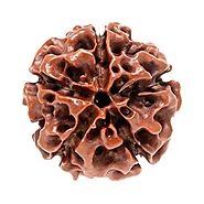 5 Mukhi Rudraksha (Indonesian)