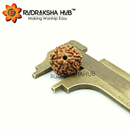 6 Mukhi Rudraksha (Indonesian)