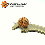 8 Mukhi Rudraksha (Indonesian)