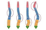 Scoliosis (Abnormal Spinal Curves) - Chiropractor Adelaide