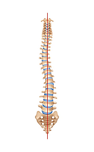 Vertebral Subluxations - Chiropractor Plympton