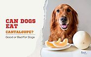 Can dogs eat Cantaloupe? Is Cantaloupe good for dogs? | Fast ESA Letter