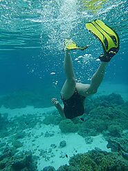 Snorkelling to Explore Marine Life