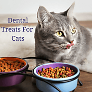 Best Dental Cat Treats - KwikPets.com