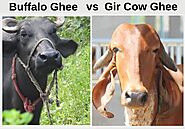 Difference Between Buffalo Ghee vs Gir Cow Ghee - Shree Radhey Dairy