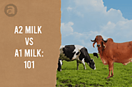 A2 milk vs A1 milk: 101 - Anveshan Farm