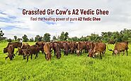 Vedic Ghee Premium A2 Gir Cow Cultured Ghee from Kesariya Farm | Vedic Bilona Two Way Hand Churned | Indian Gir Cow G...